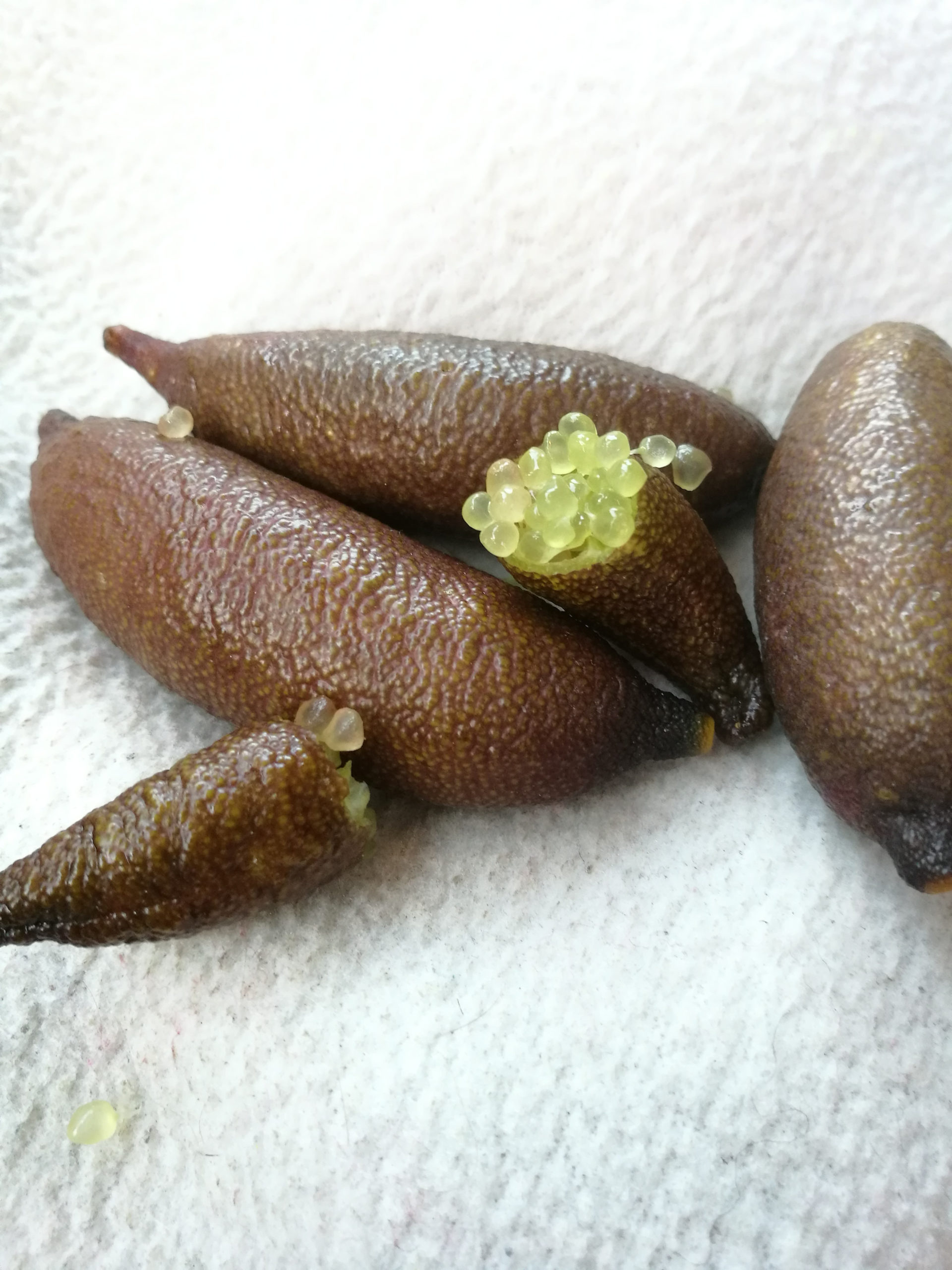 Green Fingerlime (Microcitrus australasica) - immagine 2