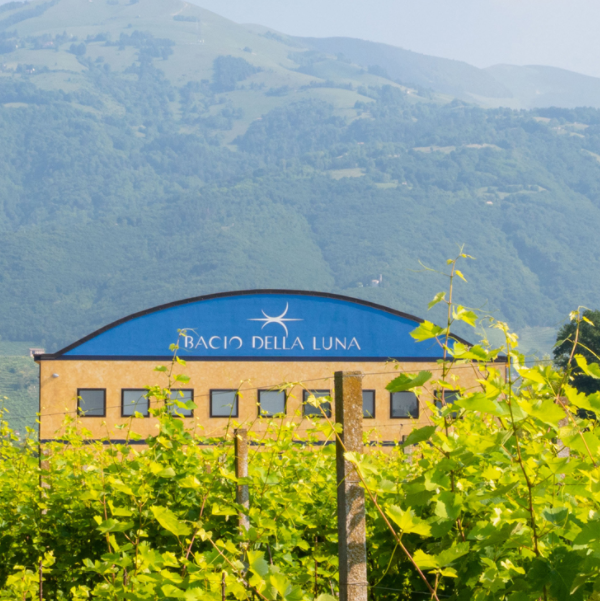 METODO CLASSICO Spumante Brut – Bacio della Luna - immagine 5
