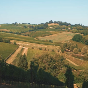 Nero di Troia IGP – Poggio Marù - immagine 2