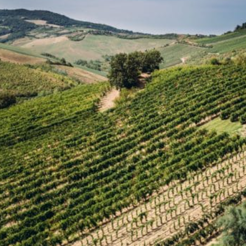 Nero di Troia IGP – Poggio Marù - immagine 3