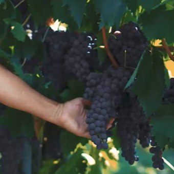 Nero di Troia IGP – Poggio Marù - immagine 4