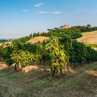 Nero di Troia IGP – Poggio Marù - immagine 5