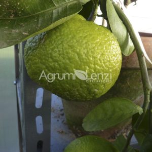 Sunko Kan Orange (Citrus sinensis)