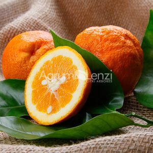 Vanilla Sweet Orange (Citrus sinensis)