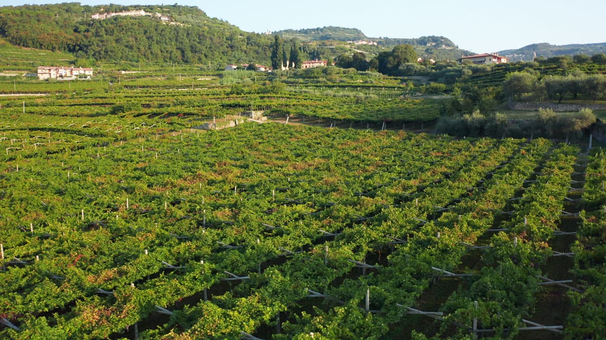 IMPERIALE Vino Spumante Millesimato Extra DRY – Domus Vini – - immagine 3