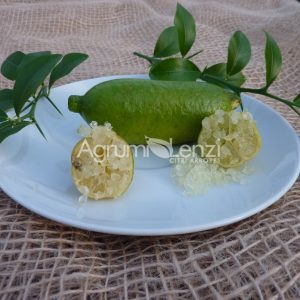 Faustrime (Microcitrus australasica x Eustis Limequat)
