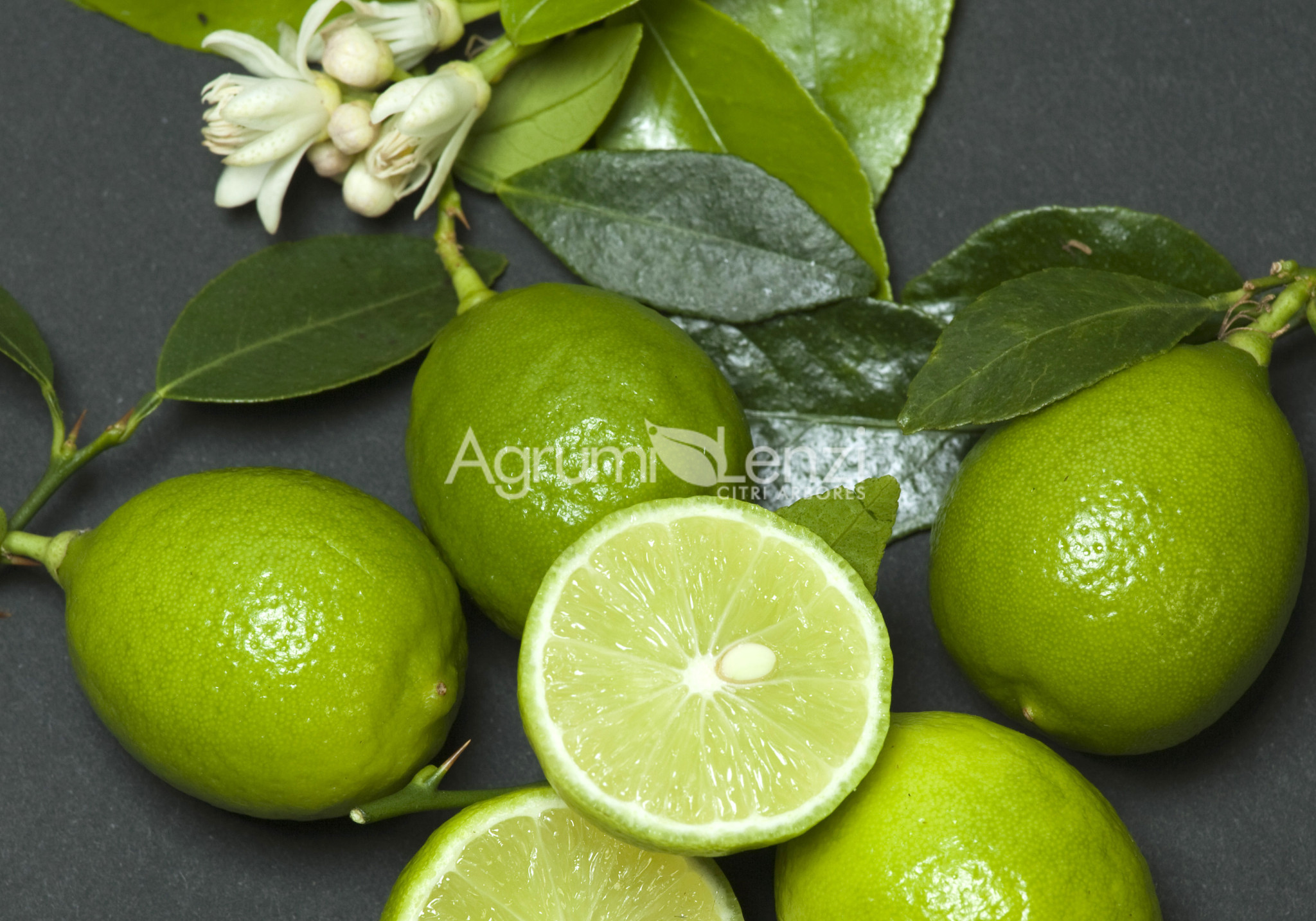Mexican Lime (Citrus aurantifolia)