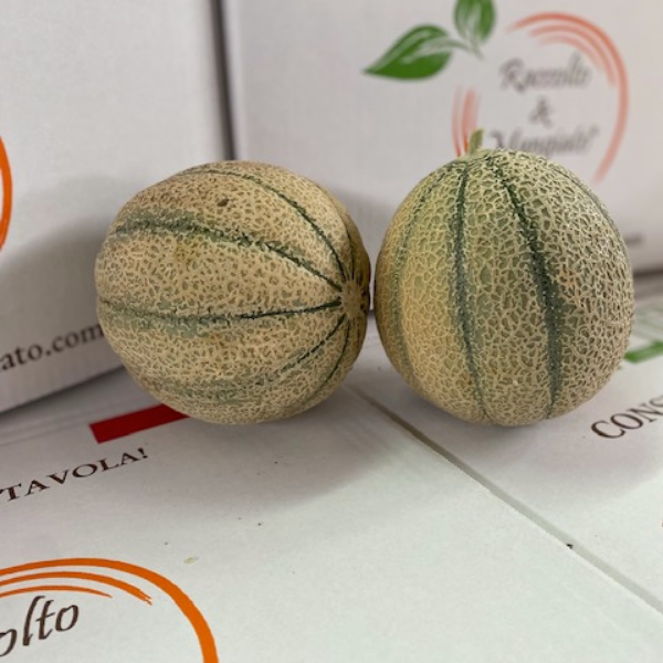 Melone Retato 1 frutto da 1,5 kg - immagine 2
