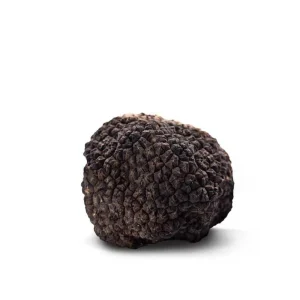 Tartufo Uncinato Fresco