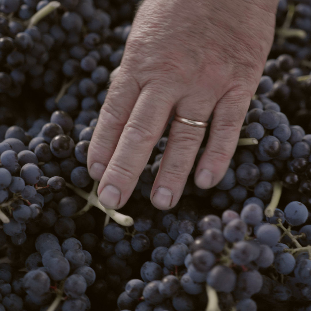 IMPERIALE Vino Spumante Millesimato Extra DRY – Domus Vini – - immagine 4