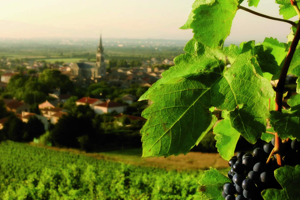 Chardonnay – Domus Vini - immagine 3